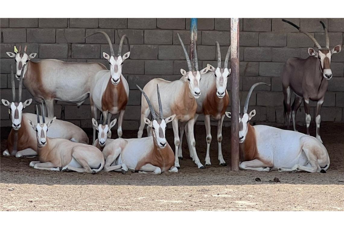 Gerettete Oryxantilopen.