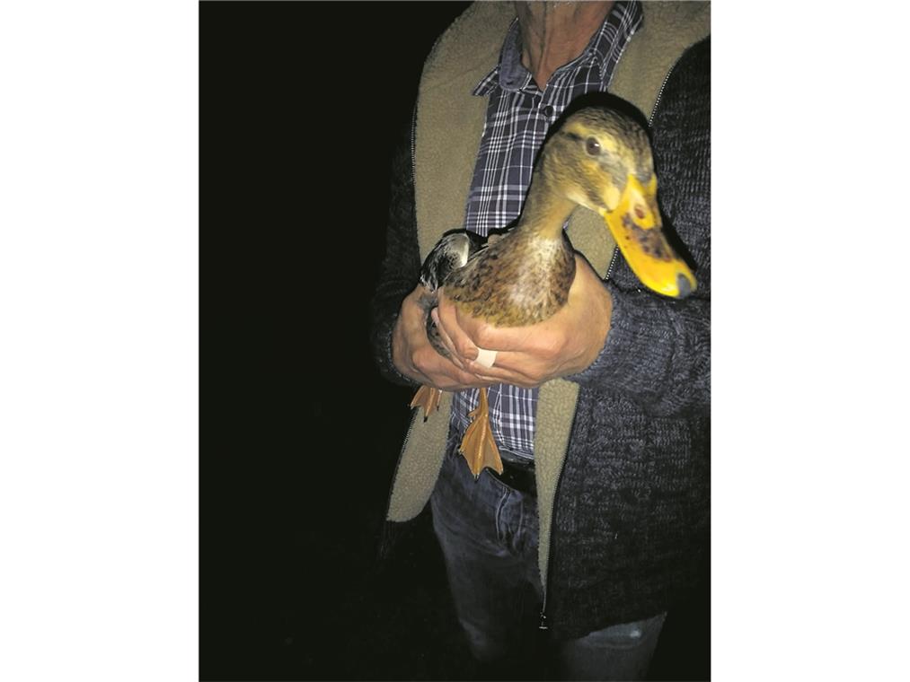 Rund um die Uhr schnelle Hilfe für Tiere in Not Gerettete und aufgepäppelte Tiere ( von links): zugelaufene Laufente, aus dem Nest gefallener Siebenschläfer (16 Gramm leicht), Igel mit Husten und Wildvogel in der Notfallgruppe. Fotos: Tierrettung