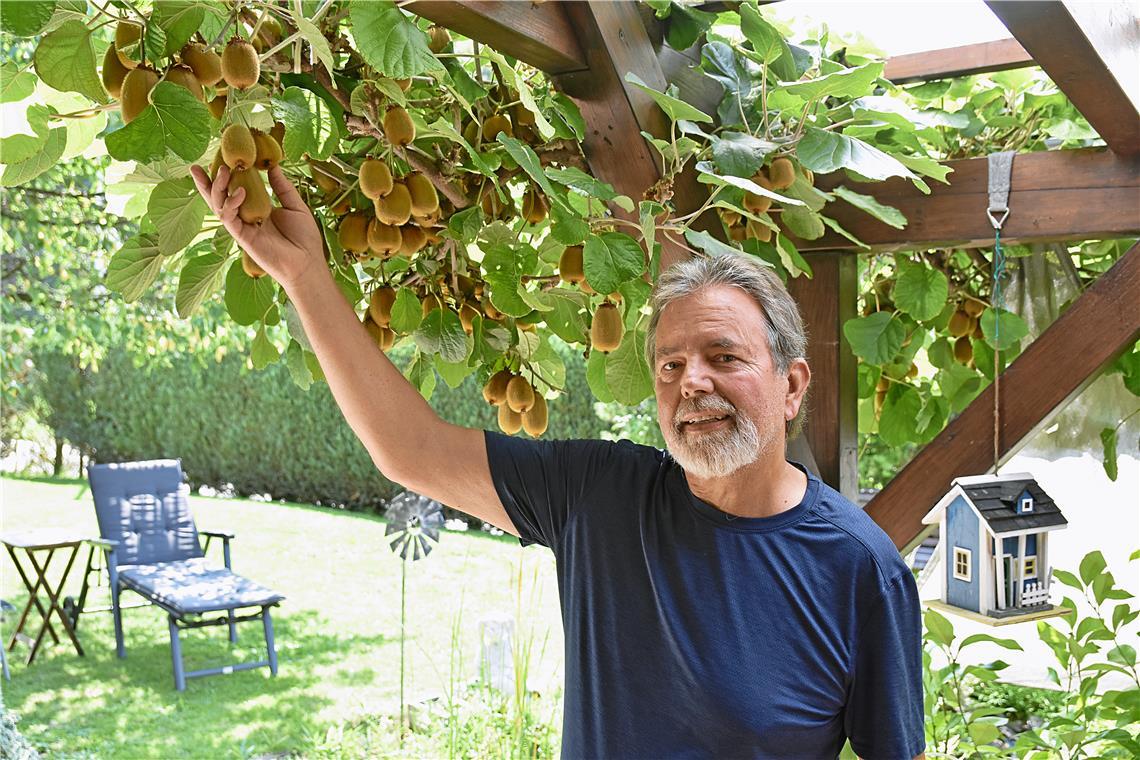 Gerhard Schneider wurde von der Menge an Kiwis in diesem Jahr sehr überrascht. Über ihre Verwendung ist er sich noch nicht ganz im Klaren. Foto: Tobias Sellmaier