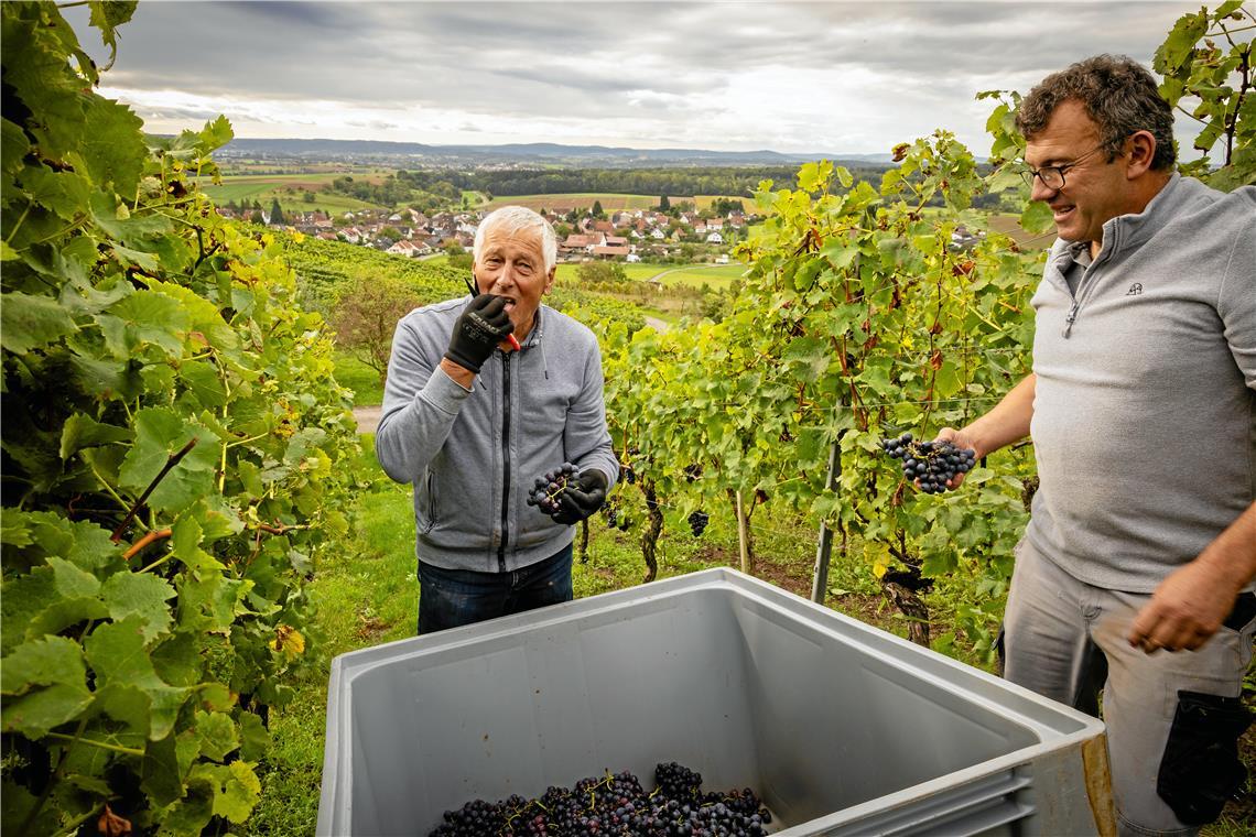 Geschmackstest zwischendurch: Helfer Karl-Heinz Fenchel (links) und Andreas Schwarz am Allmersbacher Weinberg. Fotos: Alexander Becher