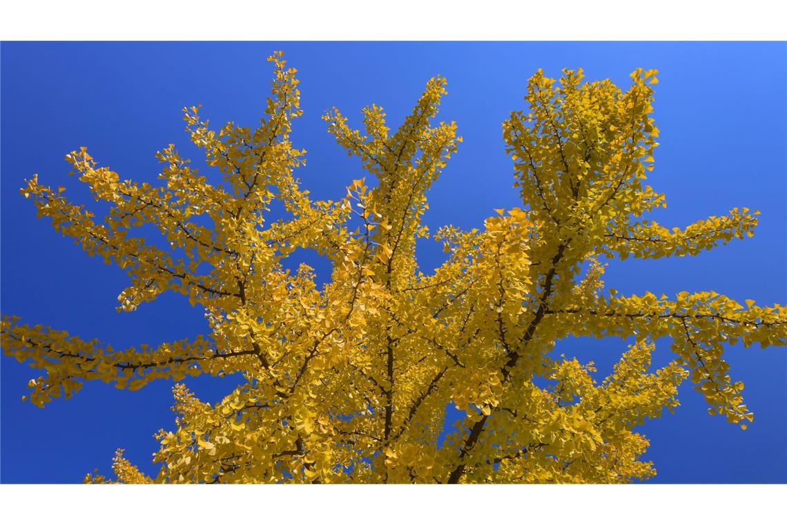 Ginkgos gehören weder zu den Laub- noch zu den Nadelbäumen. (Archivbild)