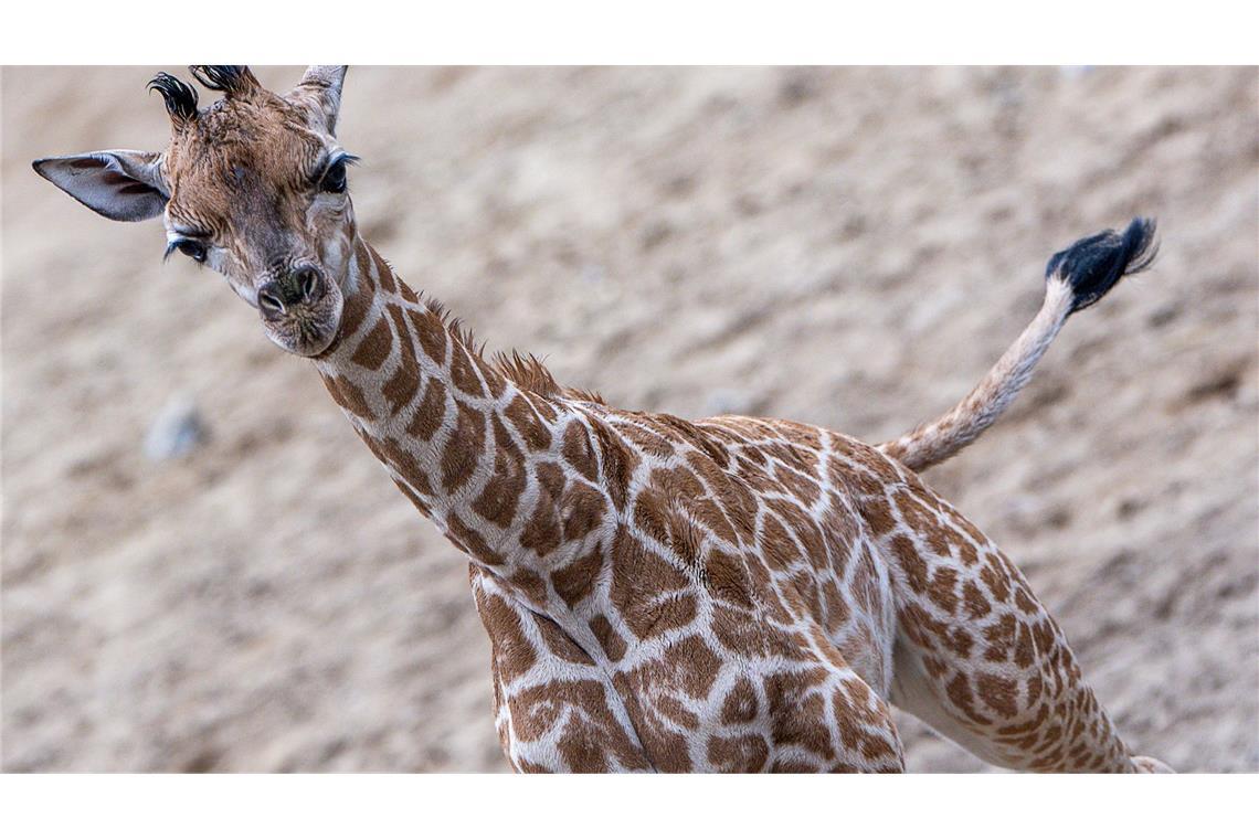 Giraffen-Bulle Mojo erkundete erstmals das Außengehege des Schweriner Zoos.