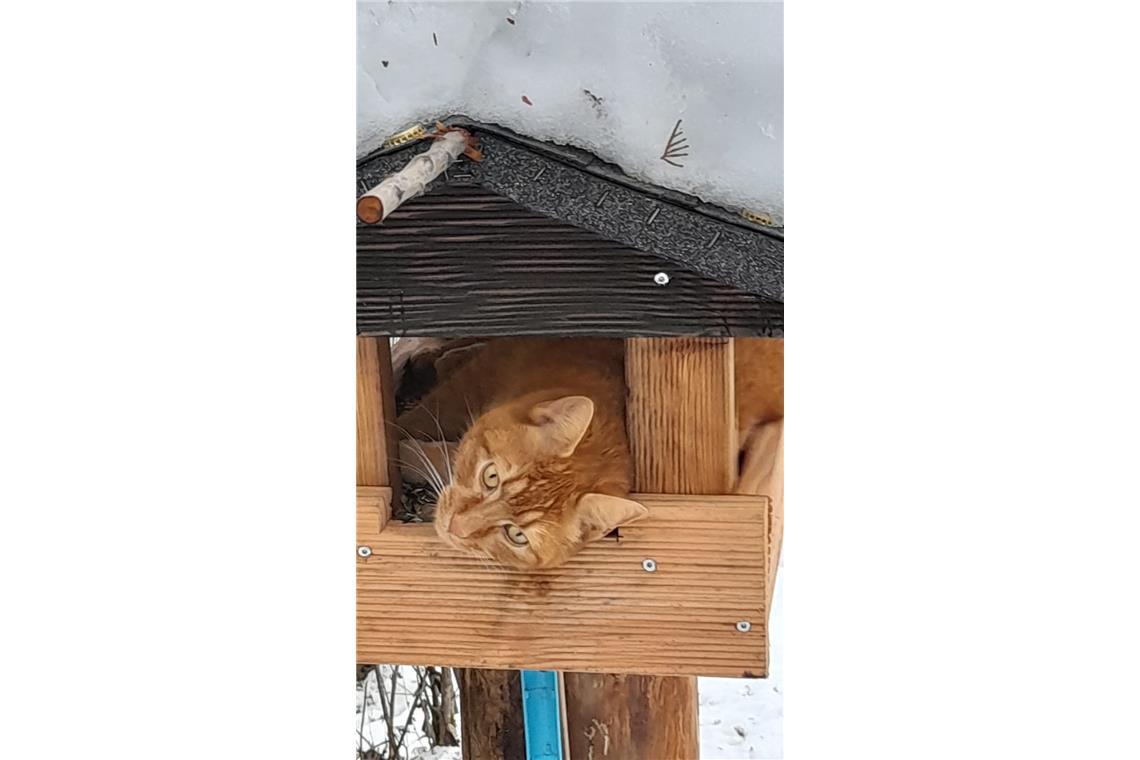 Gisela Klein hat selbst gar keine Katze, stattdessen wollte sie im Winter den Vö...