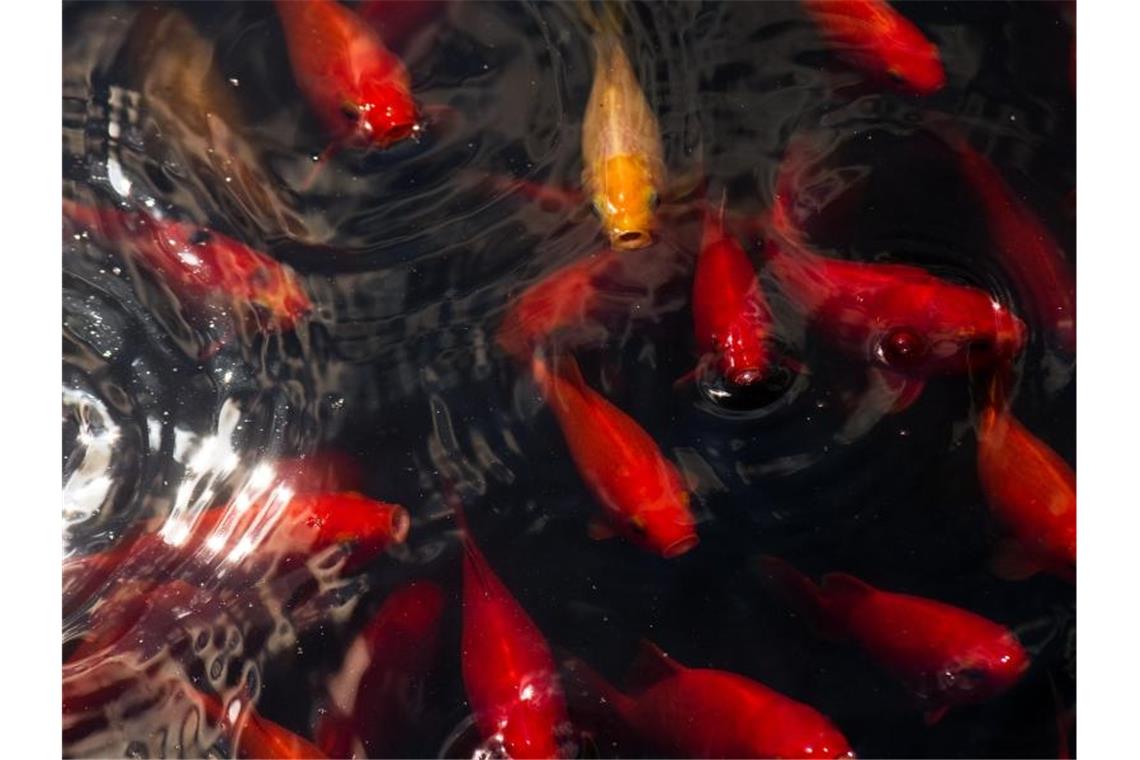 Roboter zeigen: Gemeinsames Schwimmen spart Fischen Energie Goldfische schwimmen in einem Teich. Foto: Arno Burgi/dpa-Zentralbild/dpa/Archiv/Symbolbild