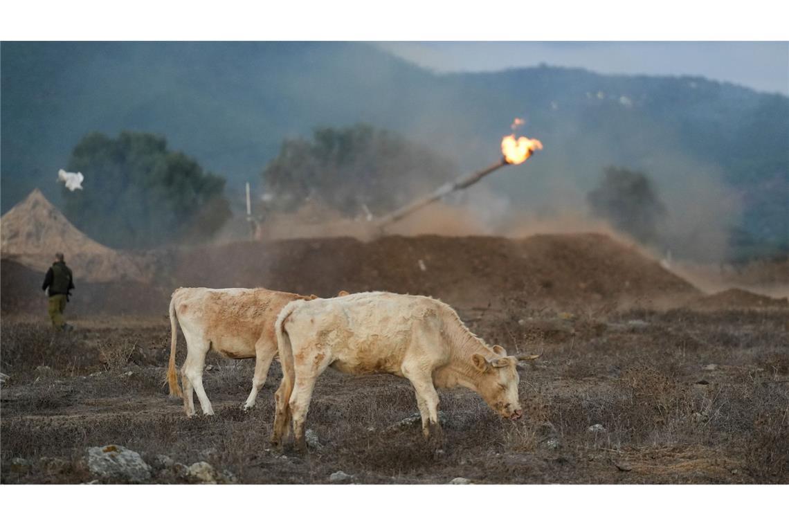 Granaten Richtung Libanon - Kühe grasen davor