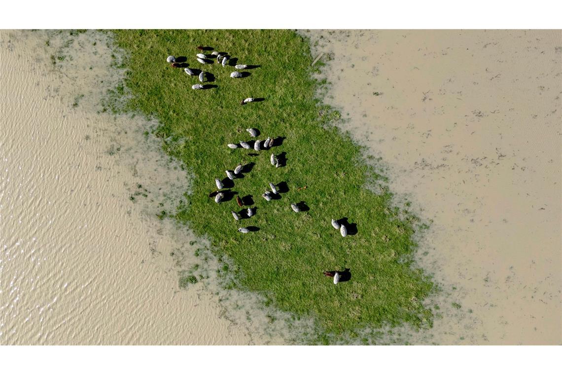 Grüne Insel - Schafe  stehen auf einer überfluteten Wiese