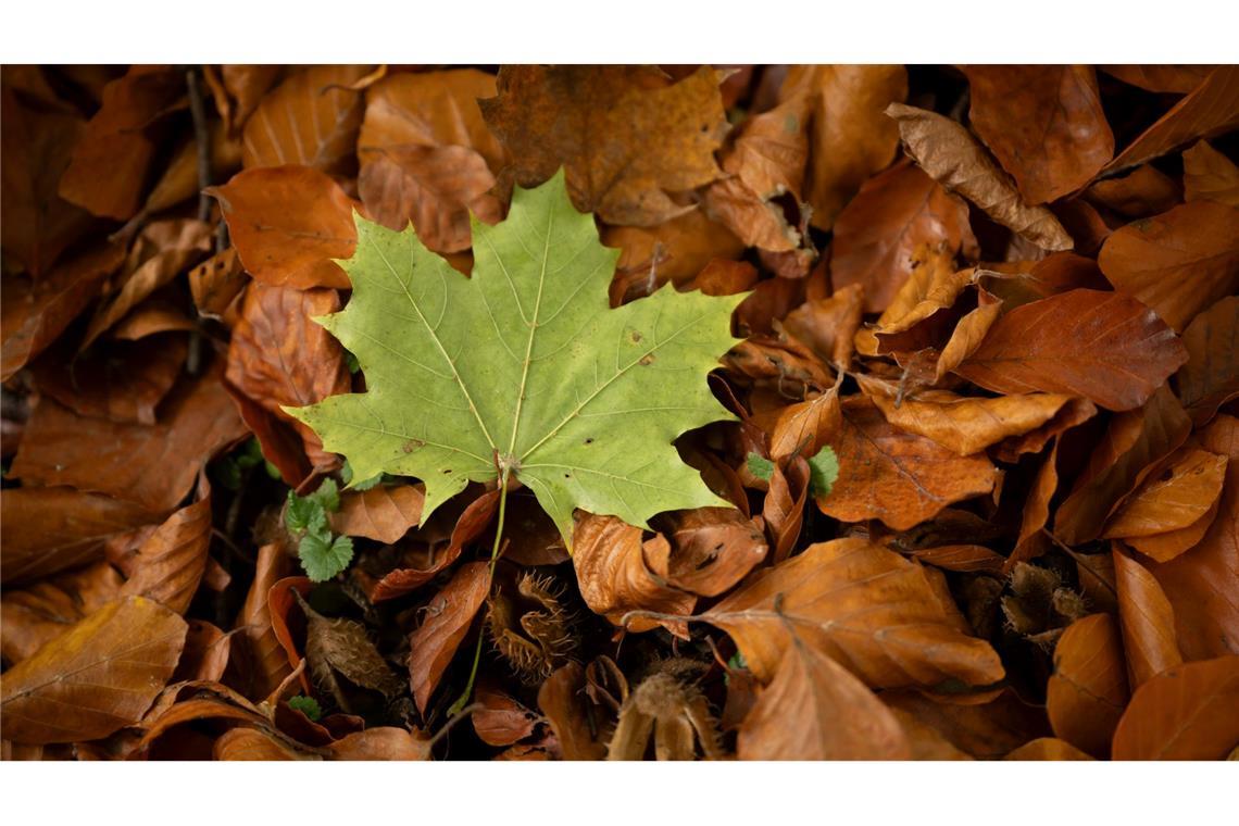 Grüner Hingucker im braunen Herbstlaub .