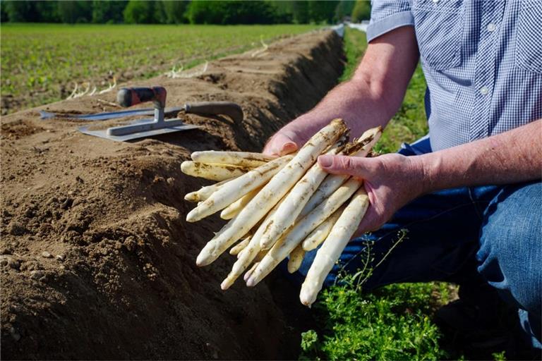 Grundsätzlich beginnt die Spargelsaison je nach Witterung zwischen Mitte März und Anfang April.