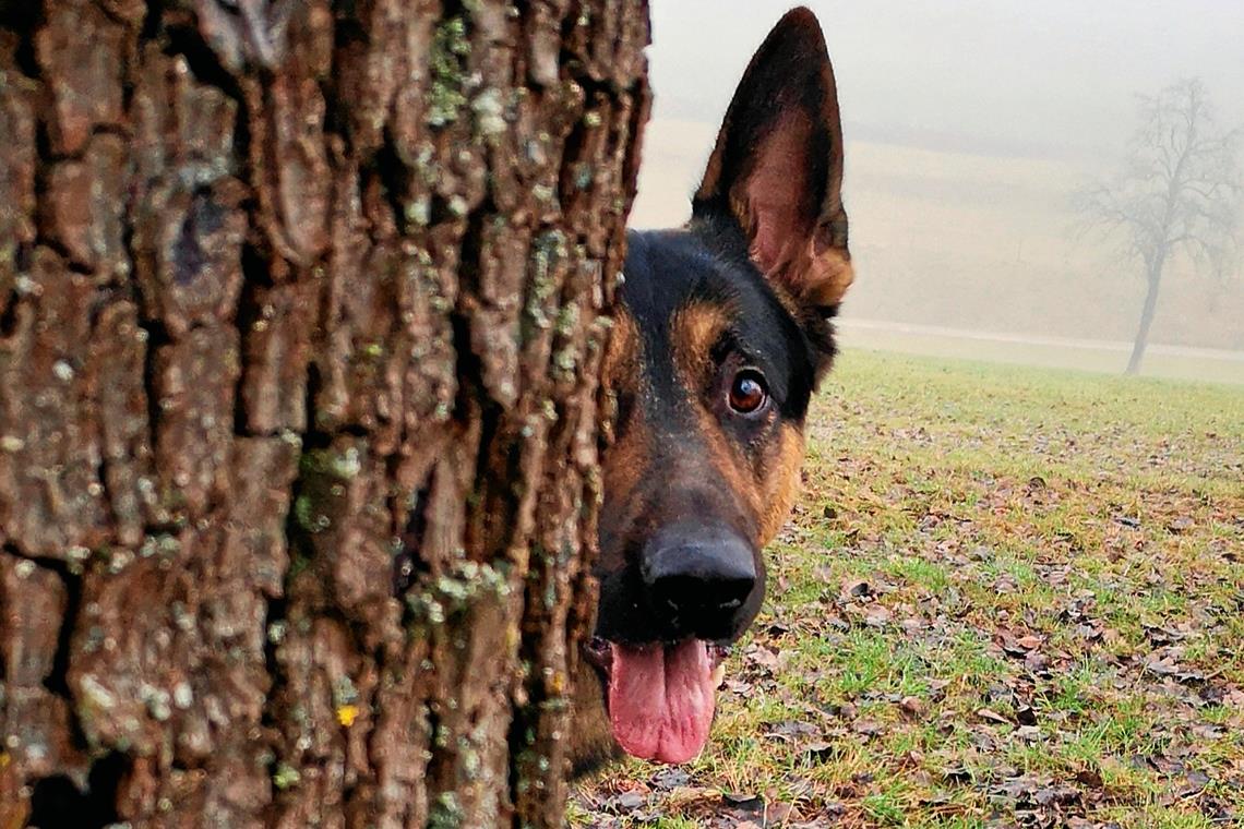 „Guckuck – Ass liebt hide and seek“ von Kris Hesterberg aus Großerlach hat den Fotowettbewerb gewonnen.