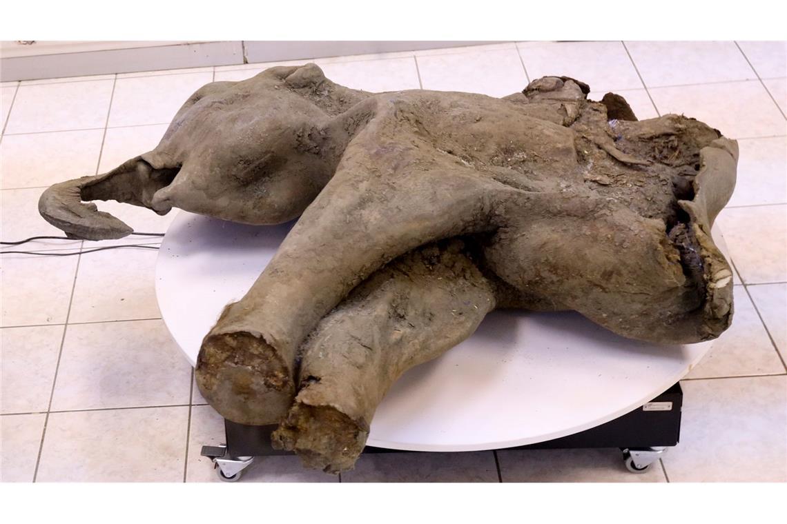 Gut erhaltenes Mammut-Baby in Russland entdeckt