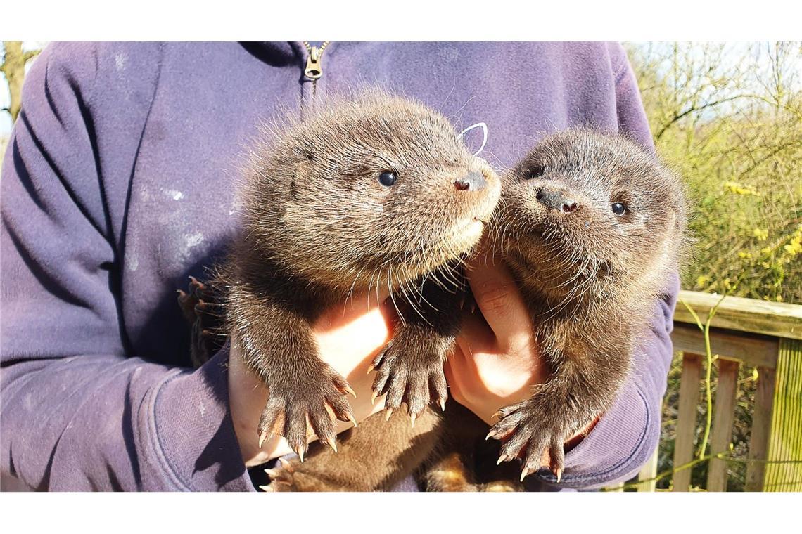 Harvey und Hazel haben sich in der Wildtierstation in Klein Offenseth-Sparrieshoop gut eingelebt.