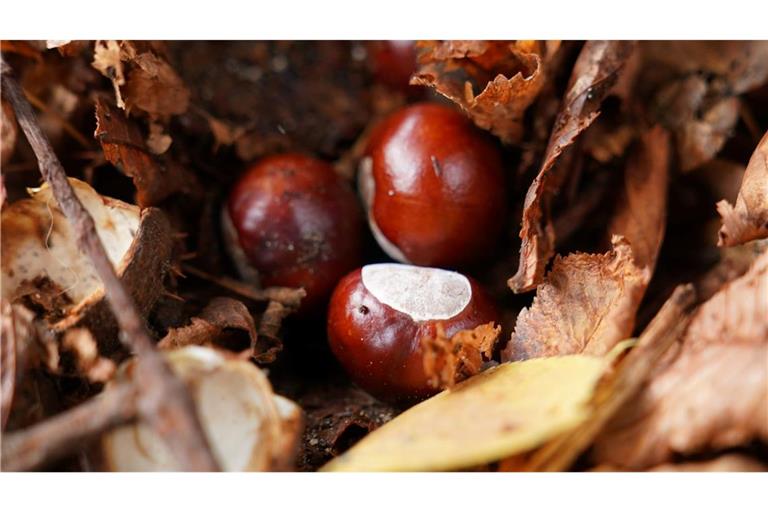 Hat der Conkers-Weltmeister etwa keine herkömmliche Kastanie genutzt? (Symbolbild)