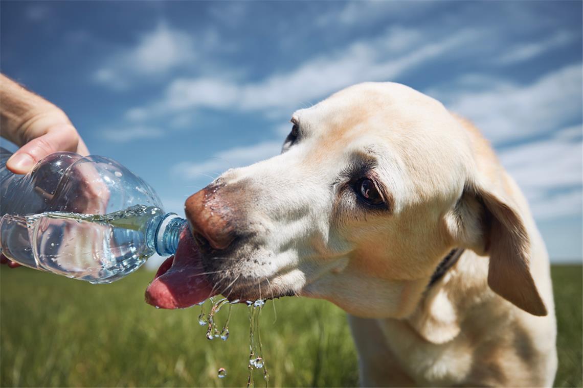 Heiße Tage sind für viele Hunde beim Spaziergang eine große Belastung. Diese Dinge sollten Hundebesitzer beim Gassi-Gang beachten.