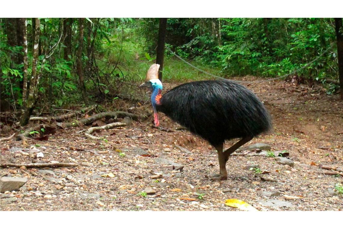 Helmkasuare sind die drittgrößten Vögel der Welt. (Archivbild)