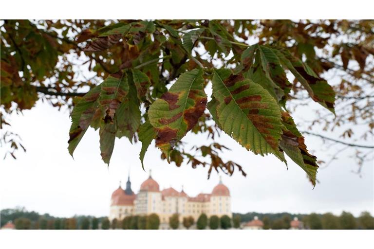 Herbst am Schloss Moritzburg nahe Dresden.