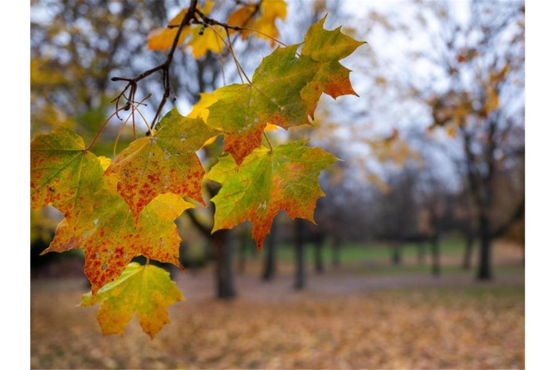 Herbstlich gefärbte Blätter hängen am Ast eines Ahorns. Foto: Monika Skolimowska/dpa-Zentralbild/dpa/Symbolbild