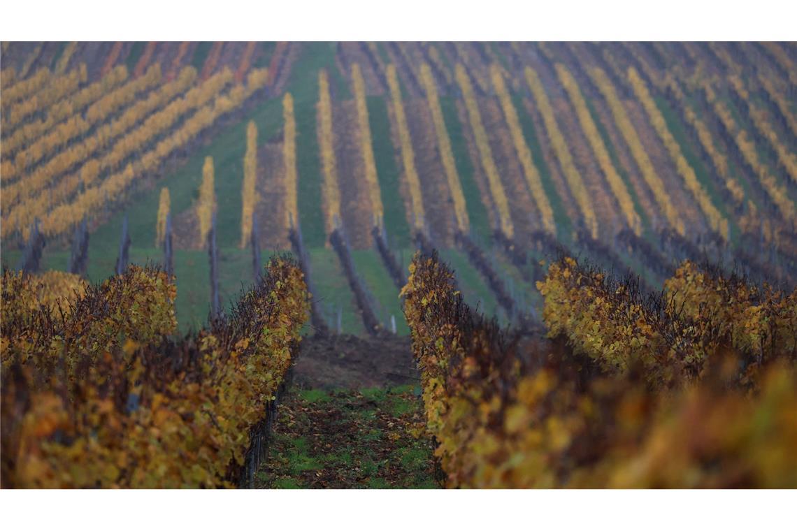 Herbstlich verfärbte Weinberge in Bayern