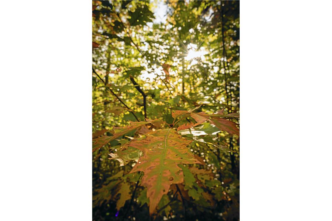 Herbstliche Farbe kriecht in die Blätter