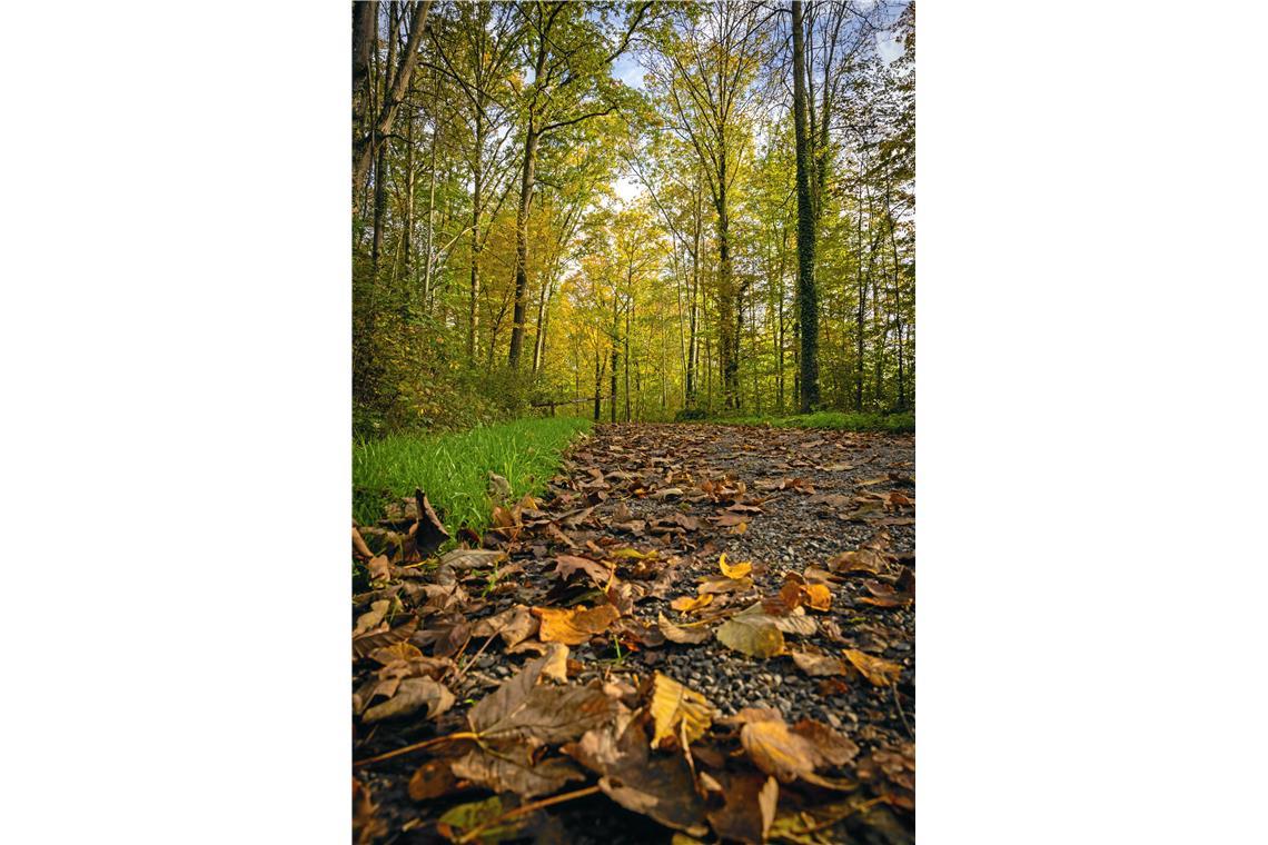 Herbststimmung im Plattenwald in Backnang (Murrhalde-Sträßchen)