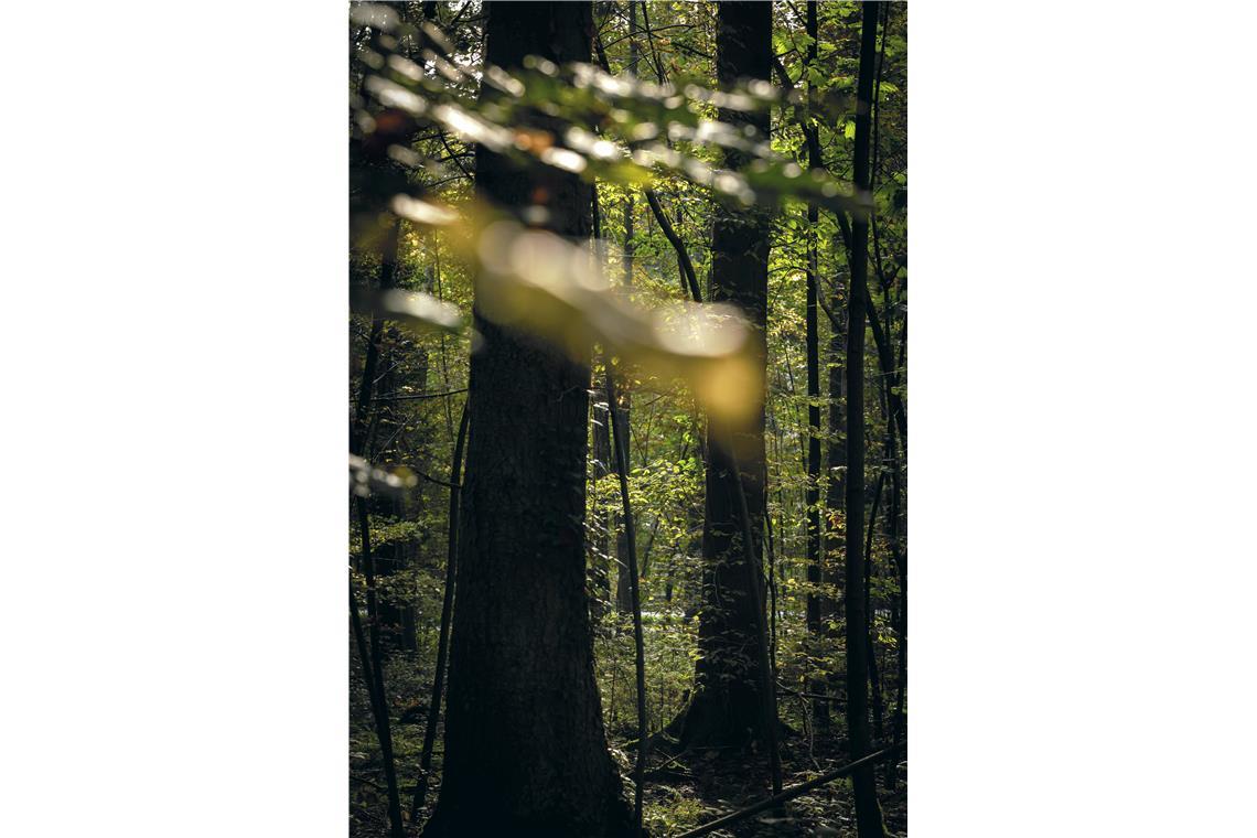 Herbststimmung im Plattenwald in Backnang (Murrhalde-Sträßchen)