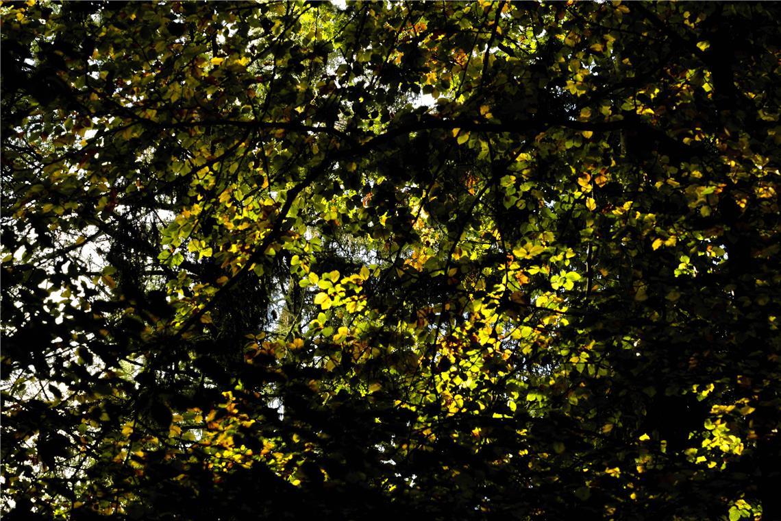 Herbststimmung im Plattenwald in Backnang (Murrhalde-Sträßchen)