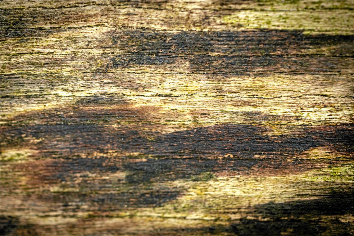 Herbststimmung im Plattenwald in Backnang (Murrhalde-Sträßchen)