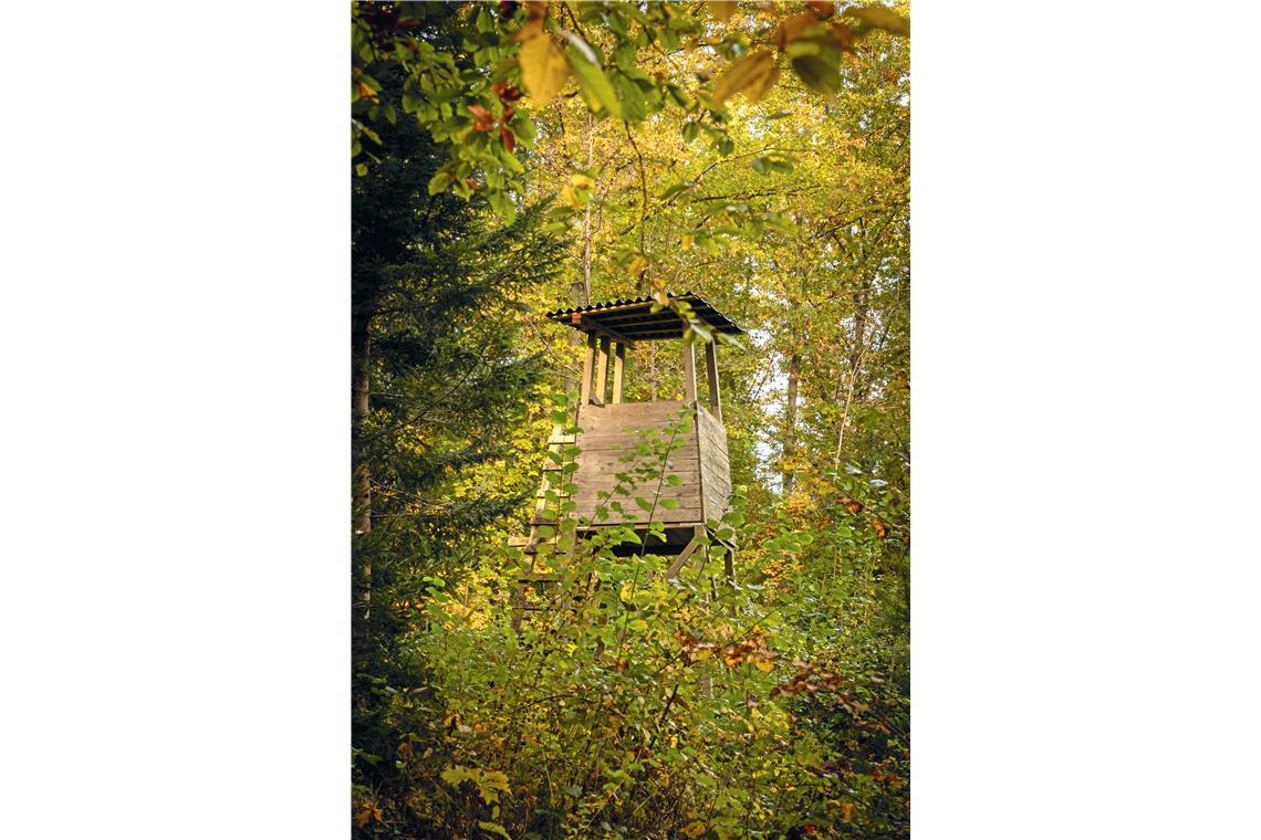 Herbststimmung im Plattenwald in Backnang (Murrhalde-Sträßchen)