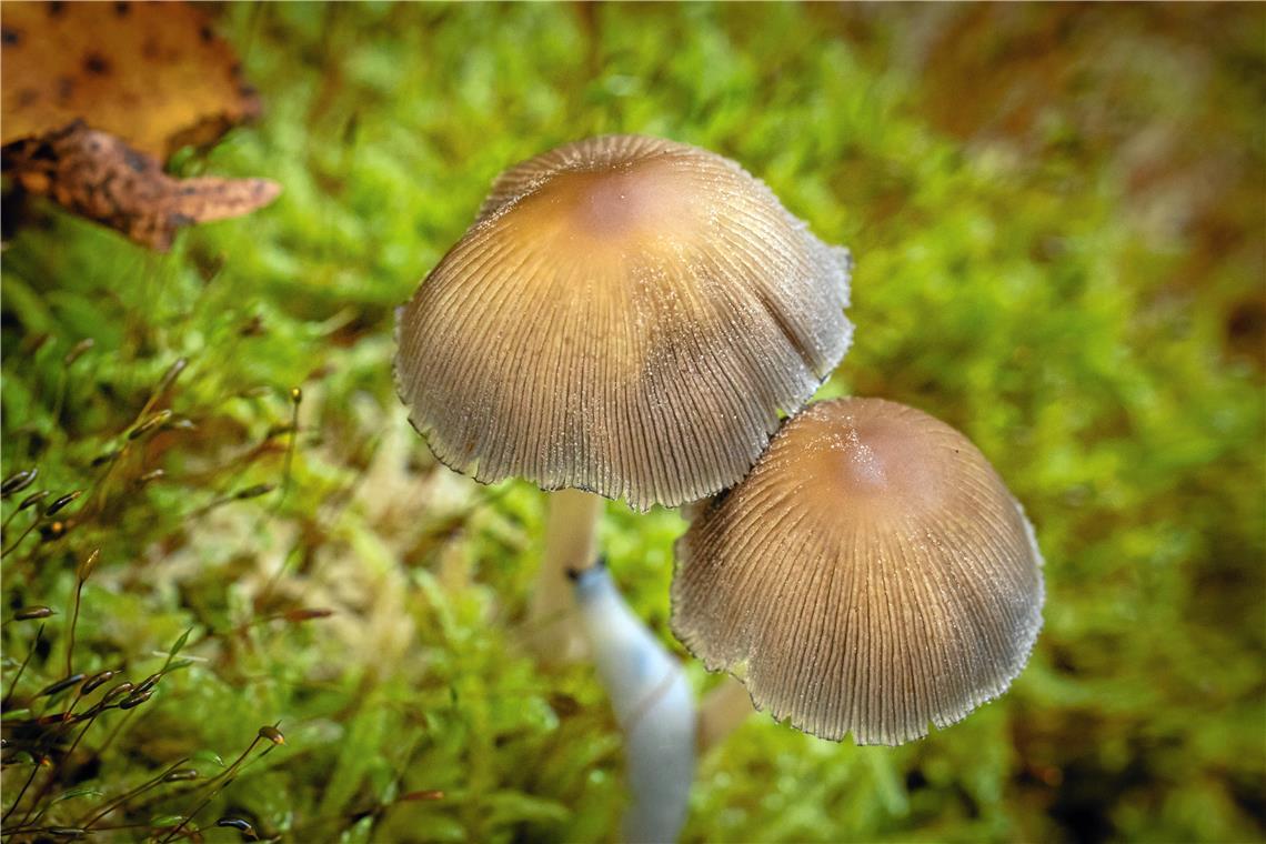 Herbststimmung im Plattenwald in Backnang (Murrhalde-Sträßchen)