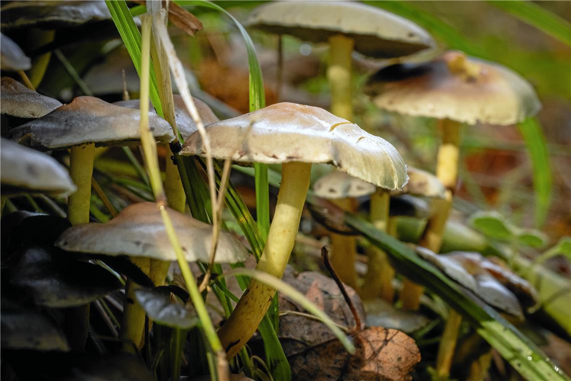 Herbststimmung im Plattenwald in Backnang (Murrhalde-Sträßchen)