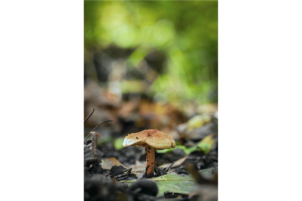 Herbststimmung im Plattenwald in Backnang (Murrhalde-Sträßchen)