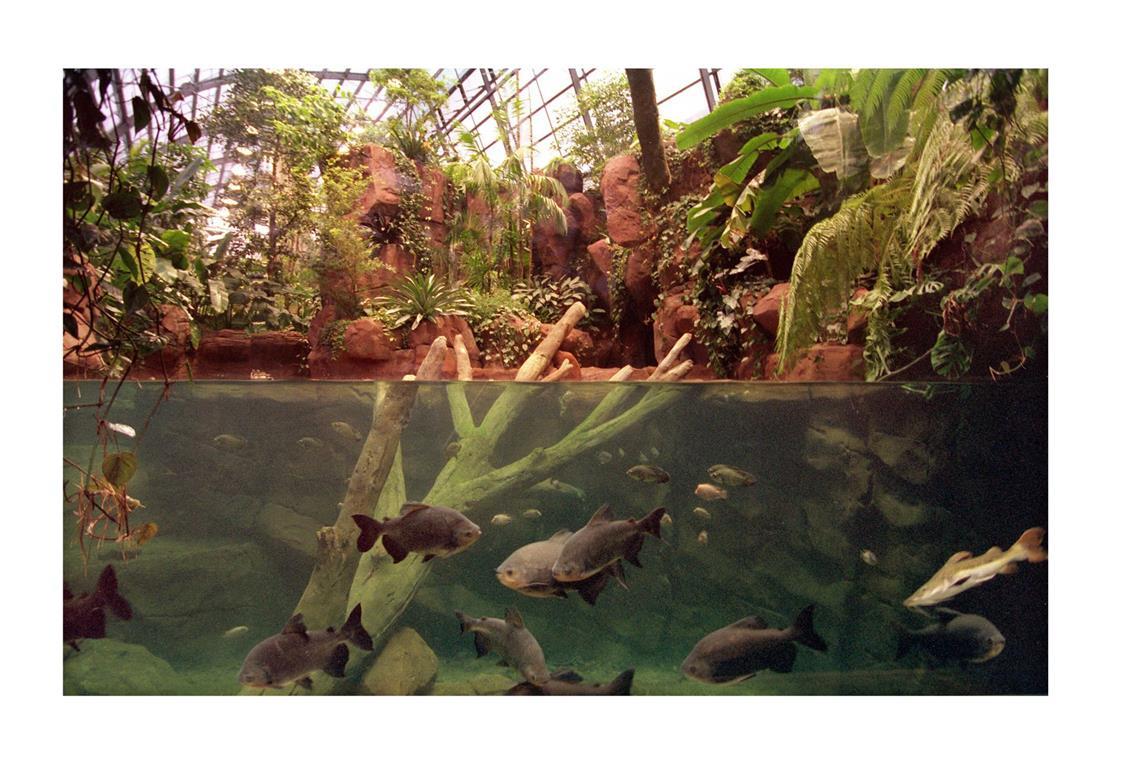 Hier ein Foto aus dem Jahr  2000 nach der Eröffnung vom Aquarium des neuen Amazonienhauses des Zoologisch-Botanischen Garten der Stuttgarter Wilhelma. Das 65 Meter lange Glashaus beherbergt Pflanzen,  Vögel, Affen, Fische und Reptilien.