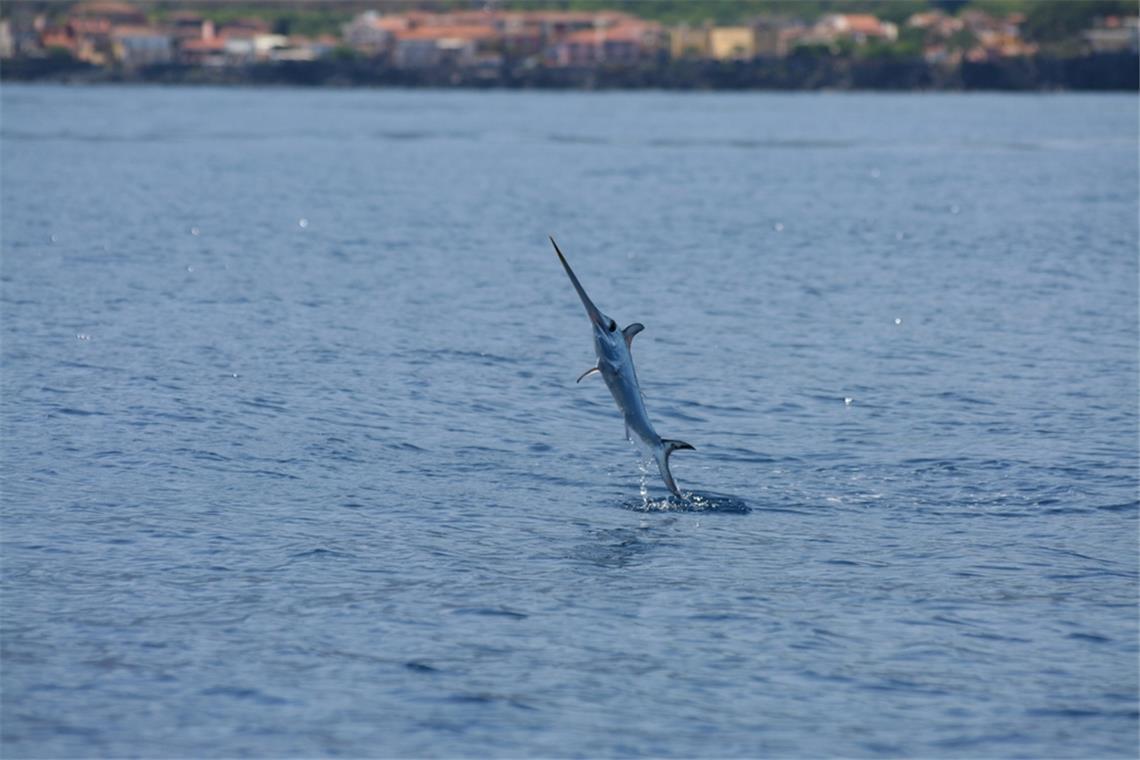 Hier springt ein Schwertfisch aus dem Wasser.