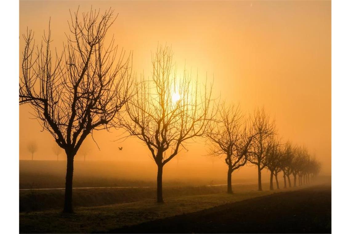 Hinter Bäumen geht im Morgennebel die Sonne auf. Foto: Thomas Warnack/dpa/Bildarchiv