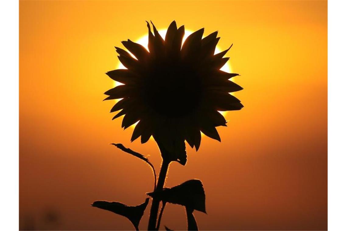 Hinter einer Sonnenblume geht am Morgen die Sonne auf. Foto: Thomas Warnack/dpa