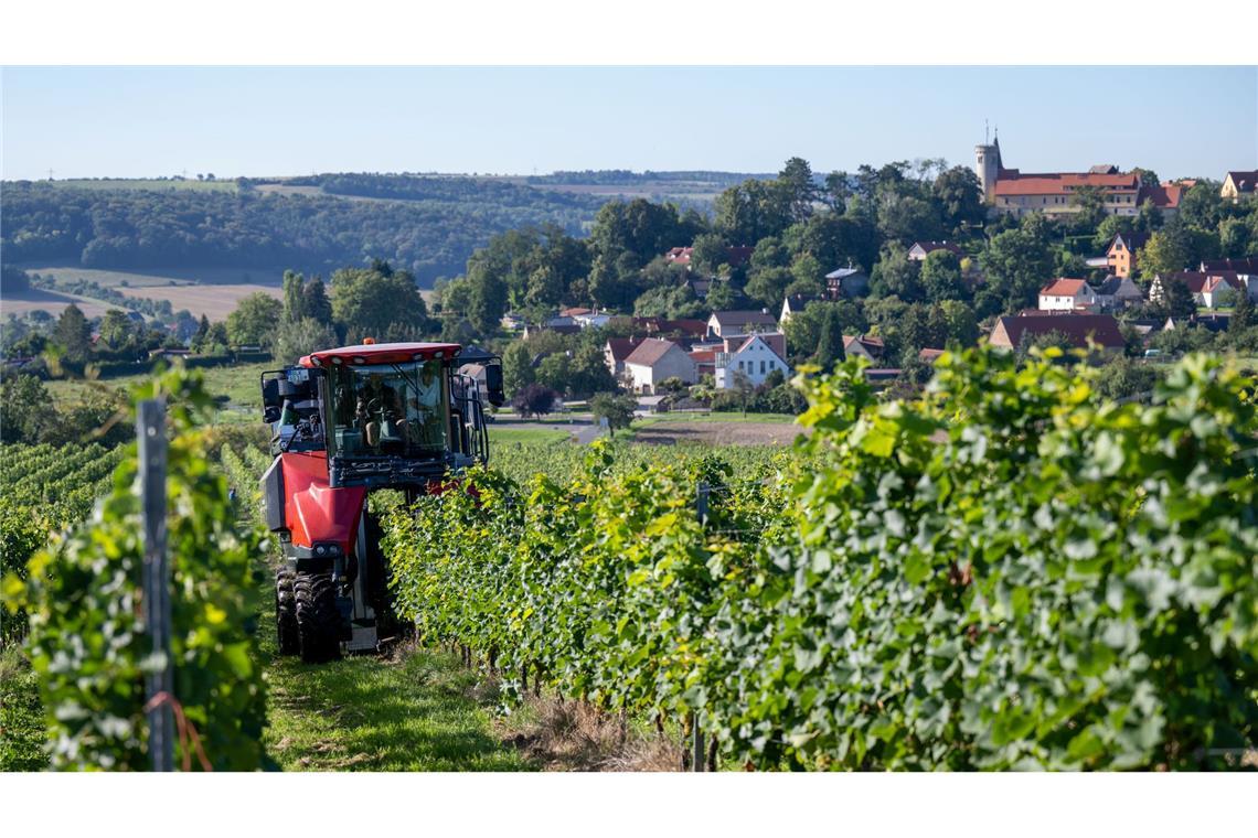 Höhere Kosten und weniger Wein-Trinker. Die Branche ist in der Krise. (Archivbild)