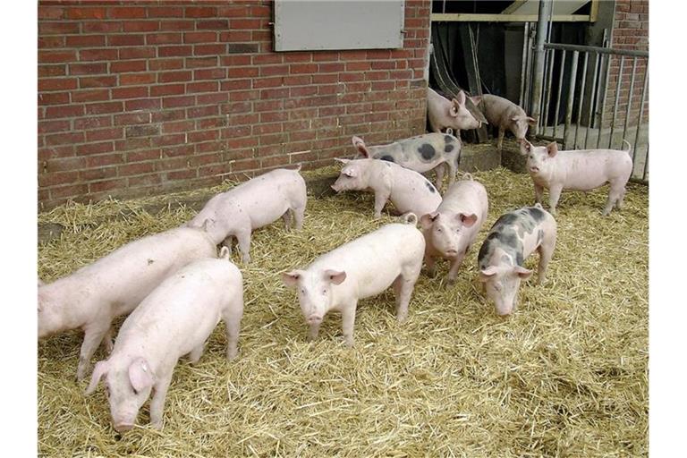Hohenloher Landschweine vor einem Stall. Foto: BESH/Bäuerlichen Erzeugergemeinschaft Schwäbisch Hall/dpa/Archivbild