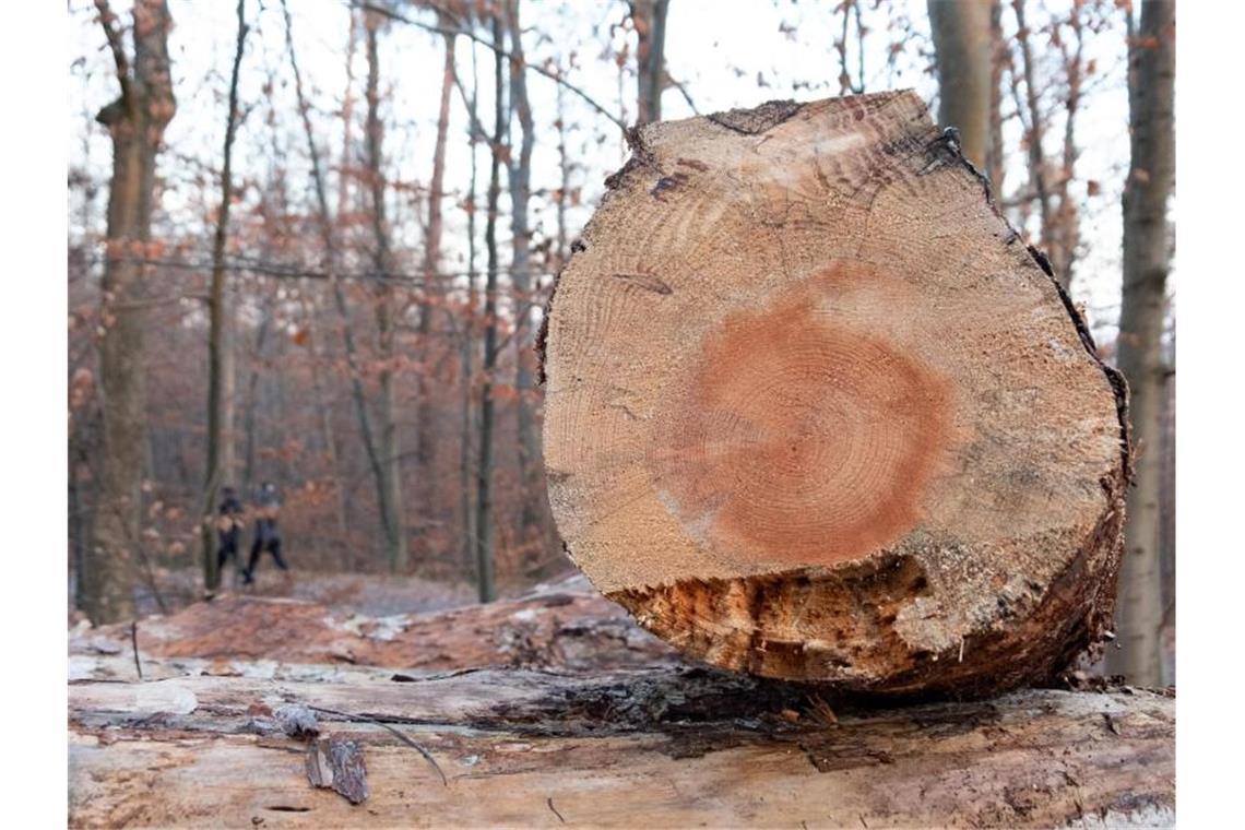 Holz lagert in einem Wald. Foto: Bernd Weißbrod/dpa/Symbolbild