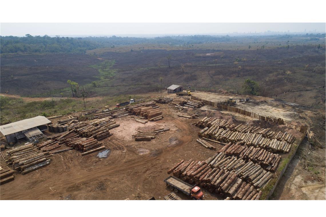 Holzstämme werden in einem Sägewerk im brasilianischen Porto Velho gestapelt, das von kürzlich verkohlten und abgeholzten Feldern umgeben ist.
