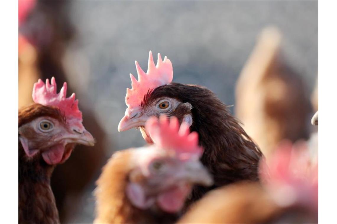 Fast jeden Tag ein Ei pro Huhn in Deutschland