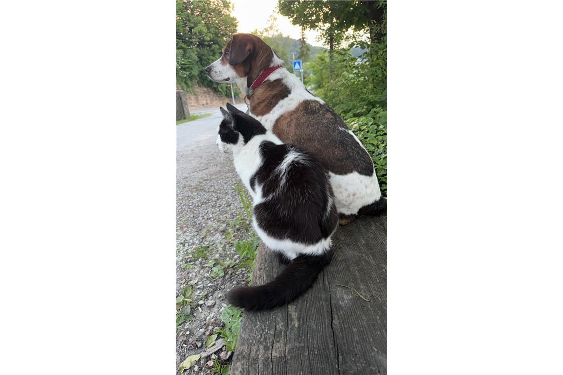 Hund Emma und Katze Elsa halten gar nichts von der angeblichen Feinschaft der be...