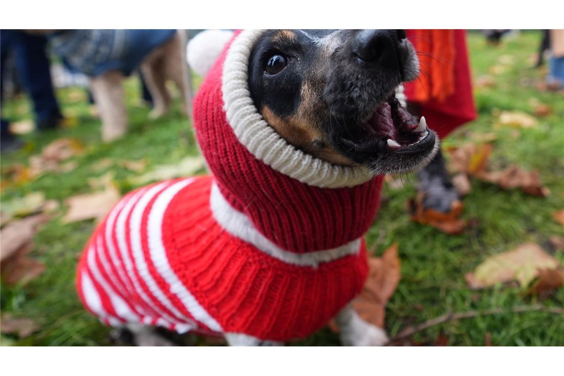 Hund Flossie im trendigen Weihnachtspulli.