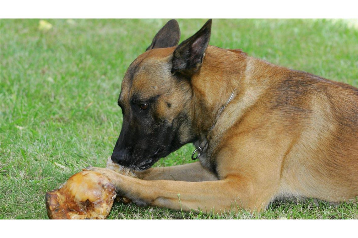 Hundeknochen sind wohl der Auslöser für Verhaltensänderungen bei den Vierbeinern (Symbolbild).