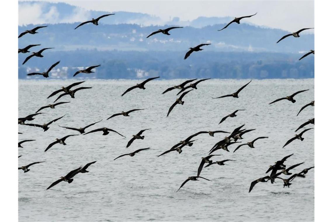 Hunderte Kormorane fliegen in einem großen Schwarm über den Bodensee. Foto: Felix Kästle/dpa/Archivbild