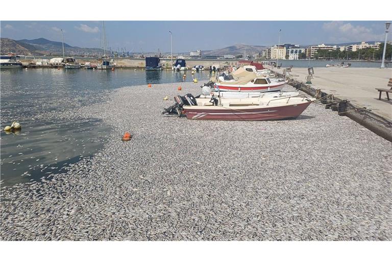 Hunderttausende tote Fische werden in den Hafen von Volos geschwemmt.