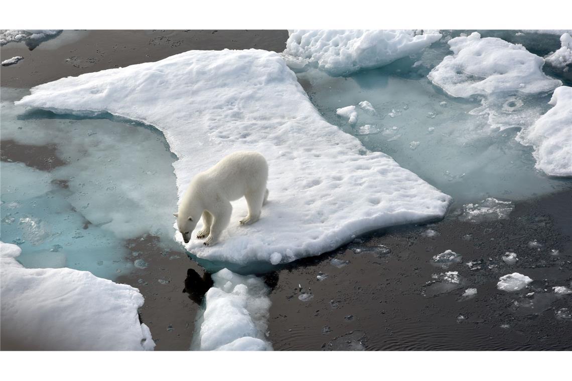 ILLUSTRATION. Ein Eisbär steht im Nordpolarmeer auf eine Eisscholle.