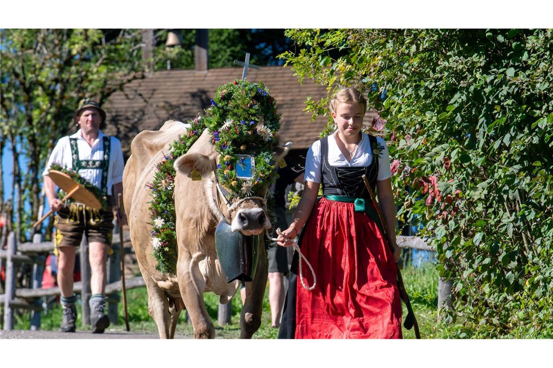 Im Allgäu werden jetzt wieder die Kühe von den Bergweiden ins Tal geholt.