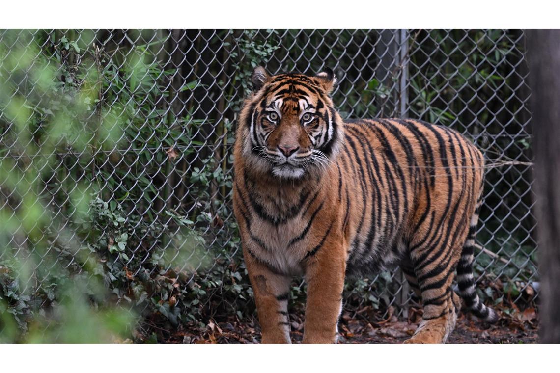 Im australischen Freizeitpark Dreamworld ist eine Mitarbeiterin von einem Tiger angegriffen worden (Symbolbild).