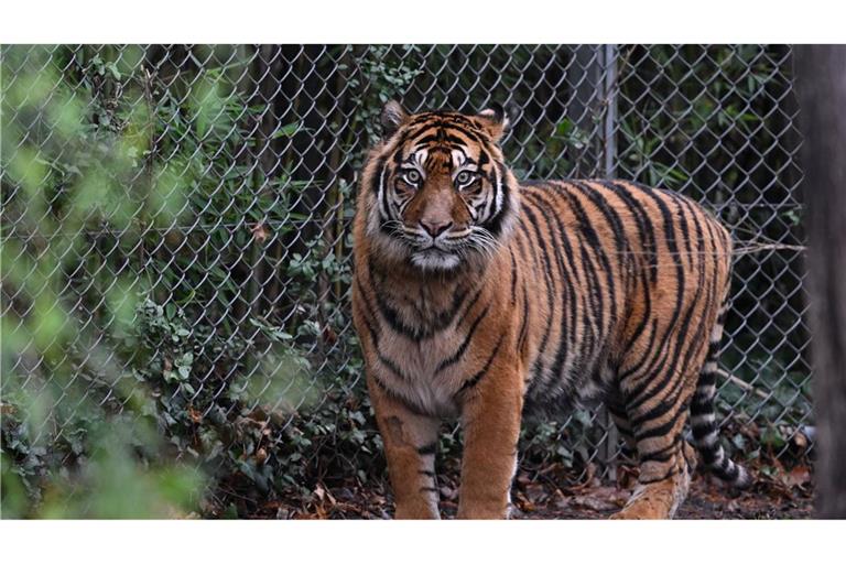 Im australischen Freizeitpark Dreamworld ist eine Mitarbeiterin von einem Tiger angegriffen worden (Symbolbild).