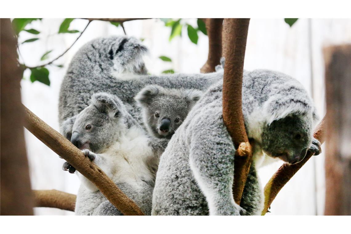 Im Duisburger Zoo starben drei Koalas an einer Magen-Darm-Erkrankung. (Archivbild)