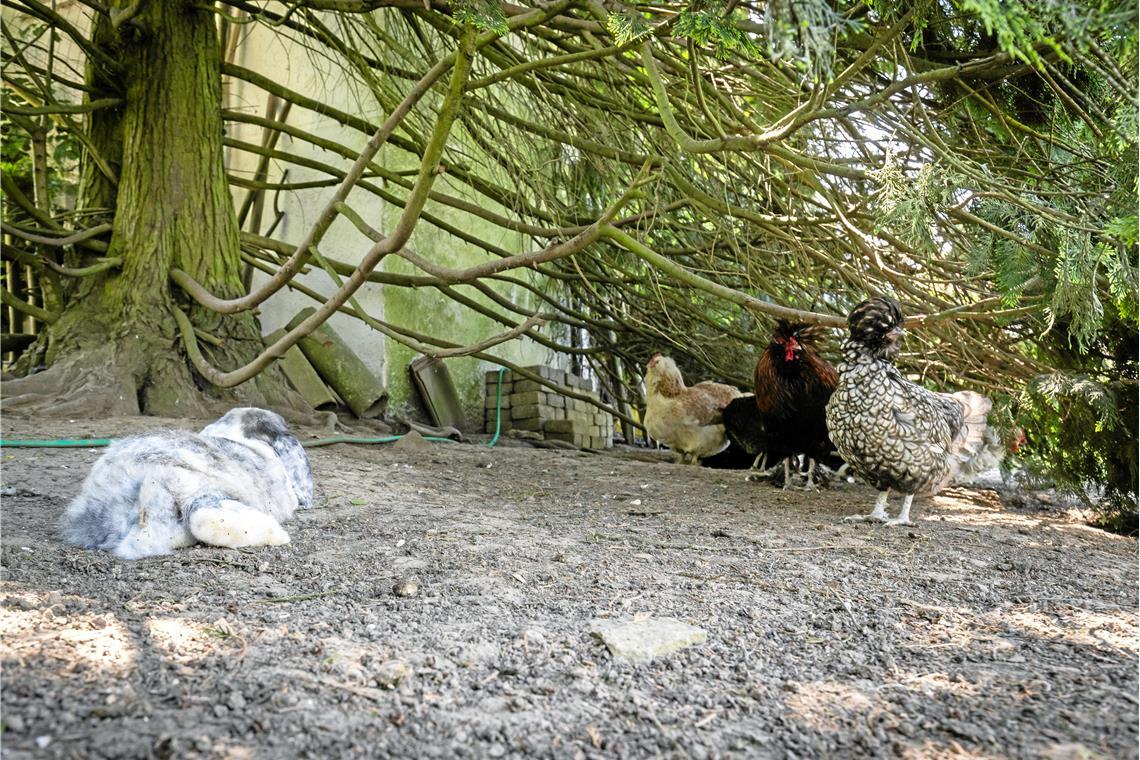 Im Garten von Familie Schopf in Waldrems.